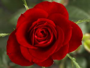 Small_Red_Rose